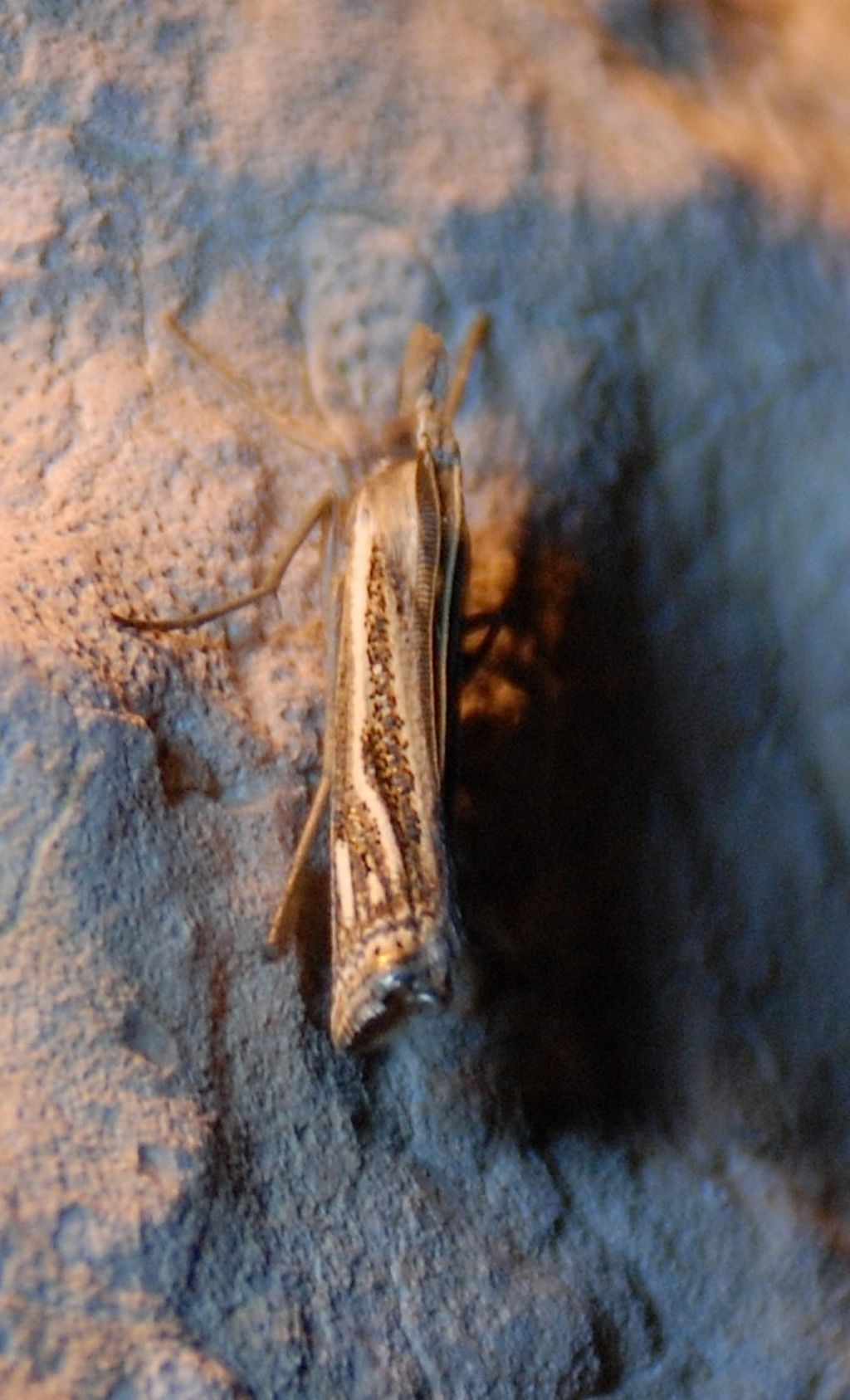 Crambidae:  Ancylolomia cfr. tentaculella
